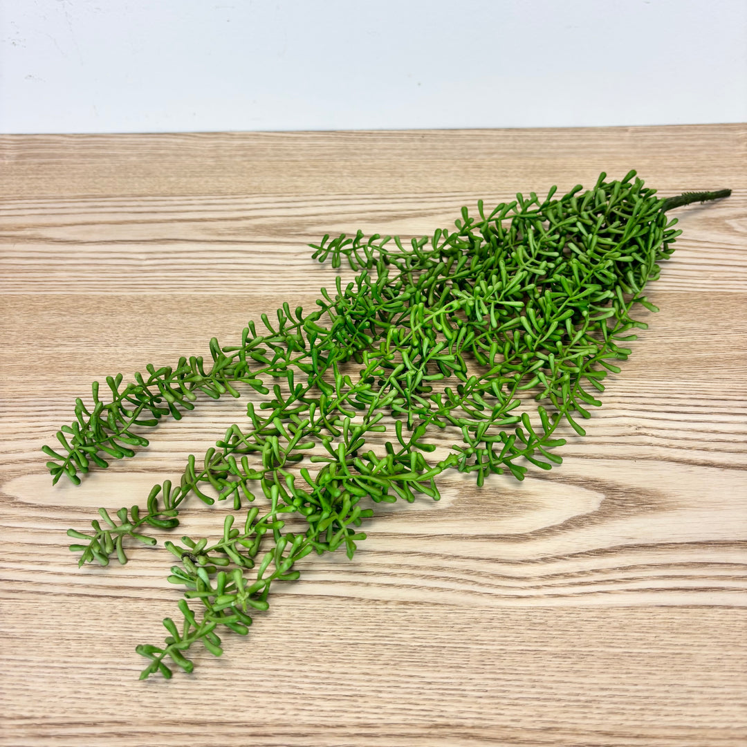 Baby Tears Hanging Succulent