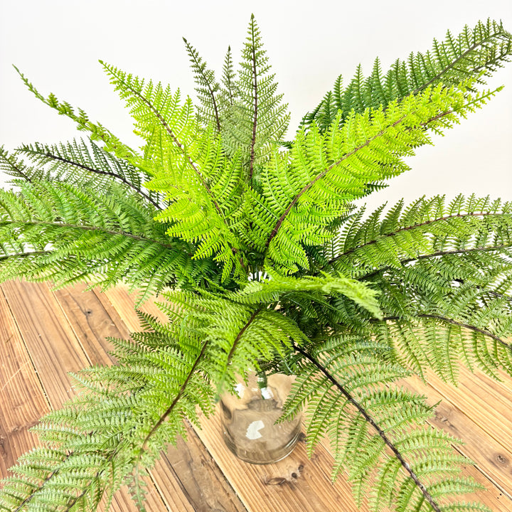 Fern