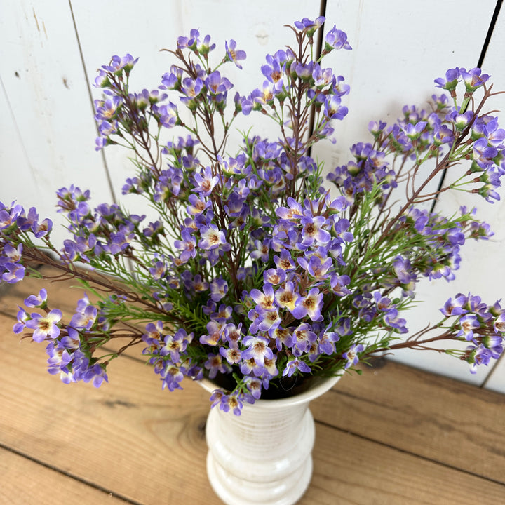 Purple Wax Flower Bush