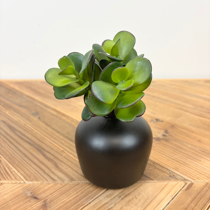 Triple Jade Succulent