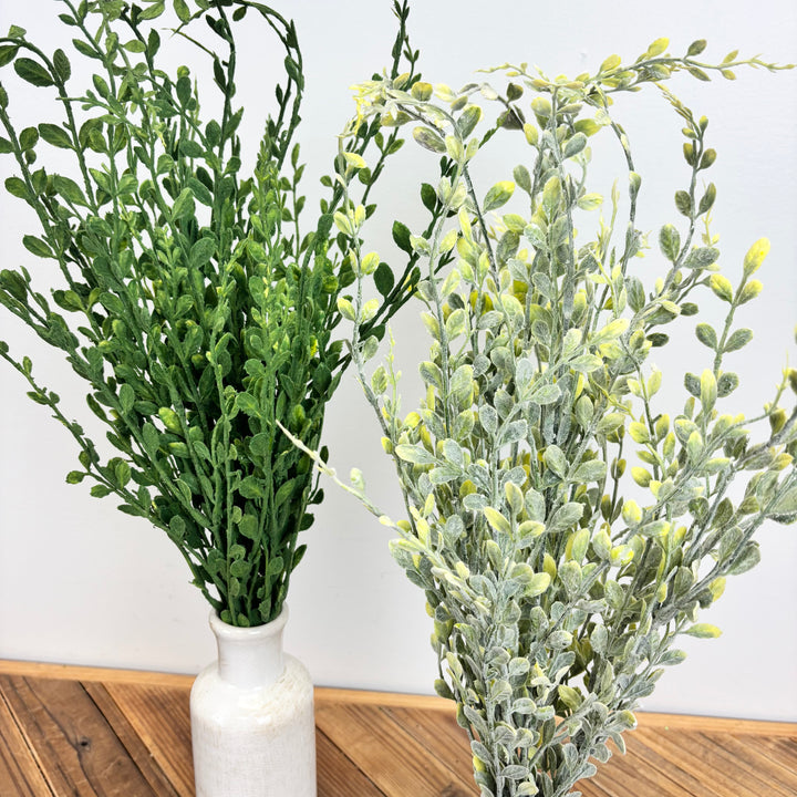 English Boxwood - 2 Colors