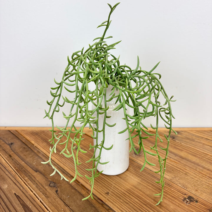 Senecio Hanging Bush