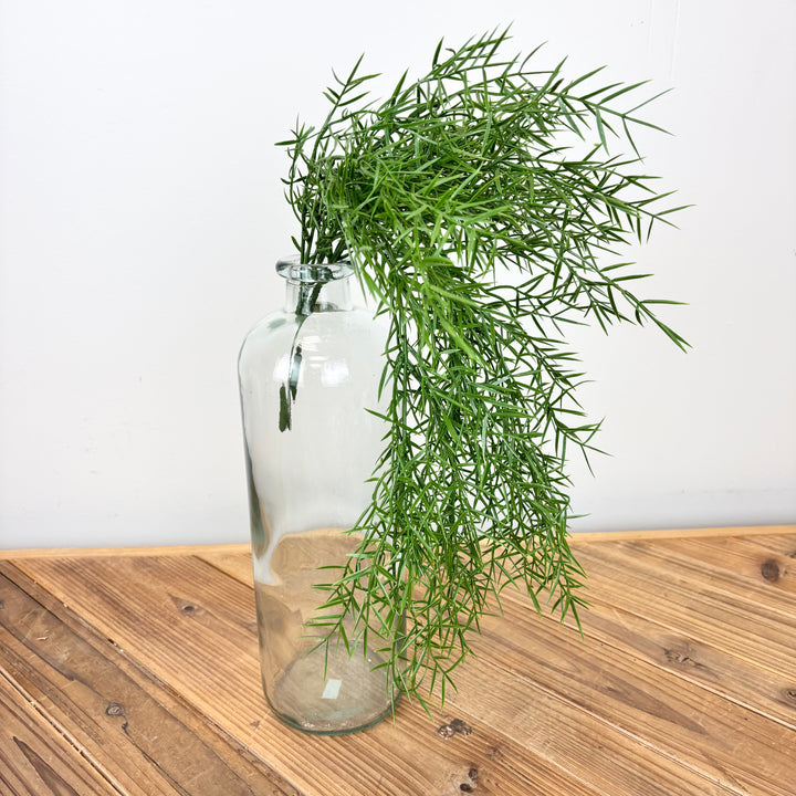 Springeri Fern Hanging Bush