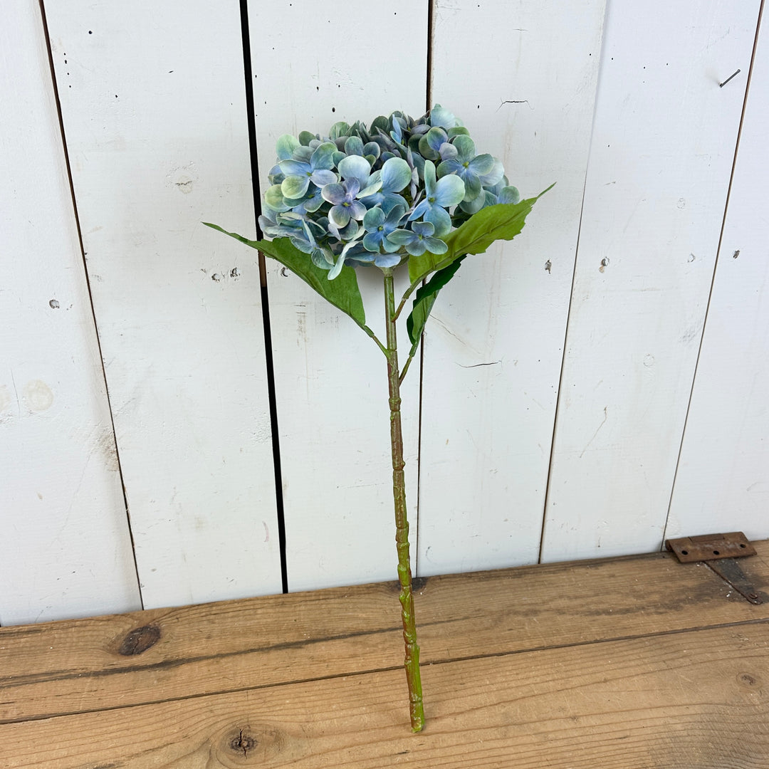 Tall Spring Hydrangeas