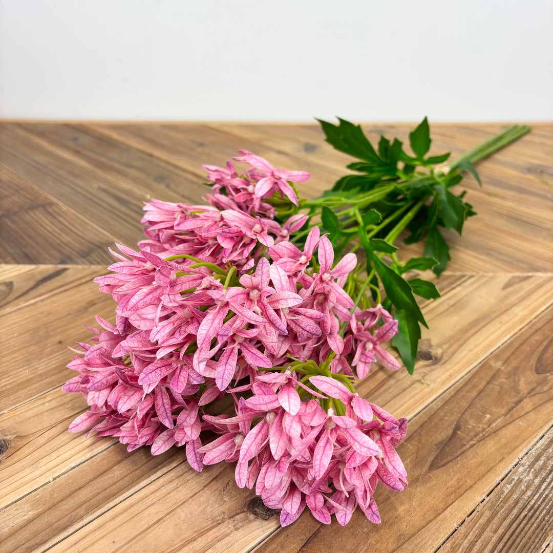 Agapanthus Bundle - 2 Colors