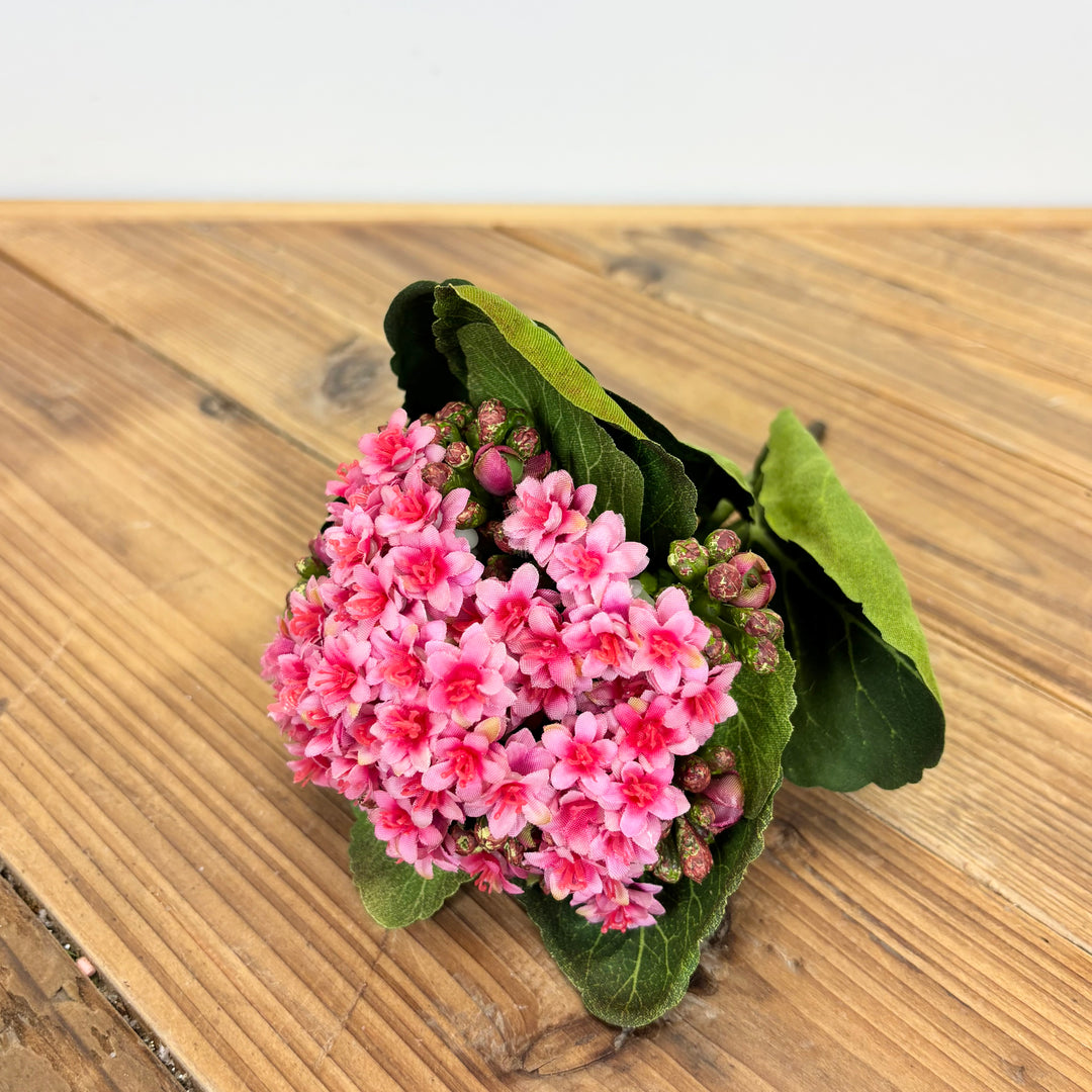 Kalanchoe Stem - 2 Colors