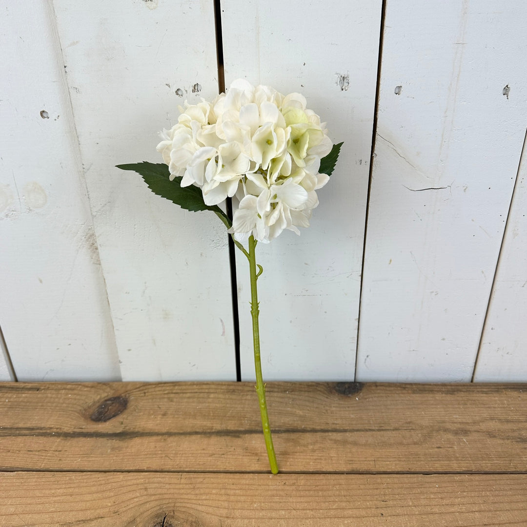 Dried Spring Hydrangea Stems