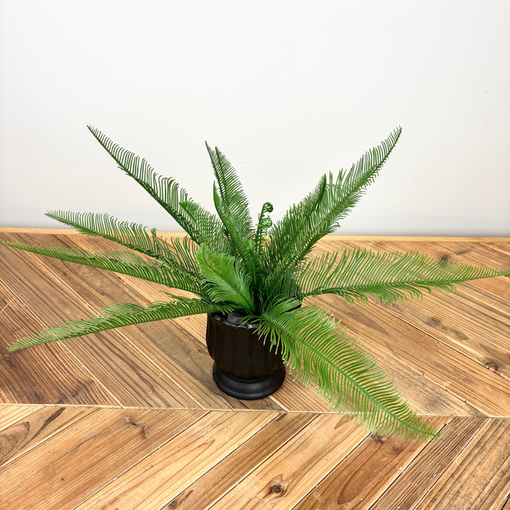 Feather Fern Bush