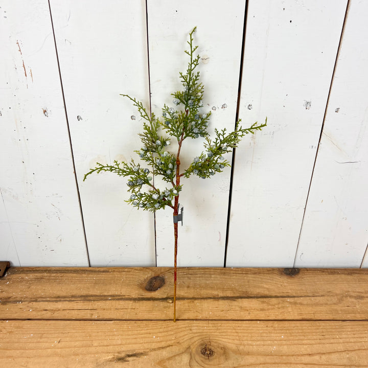 Juniper Stem