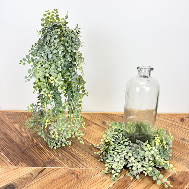 Button Fern Collection