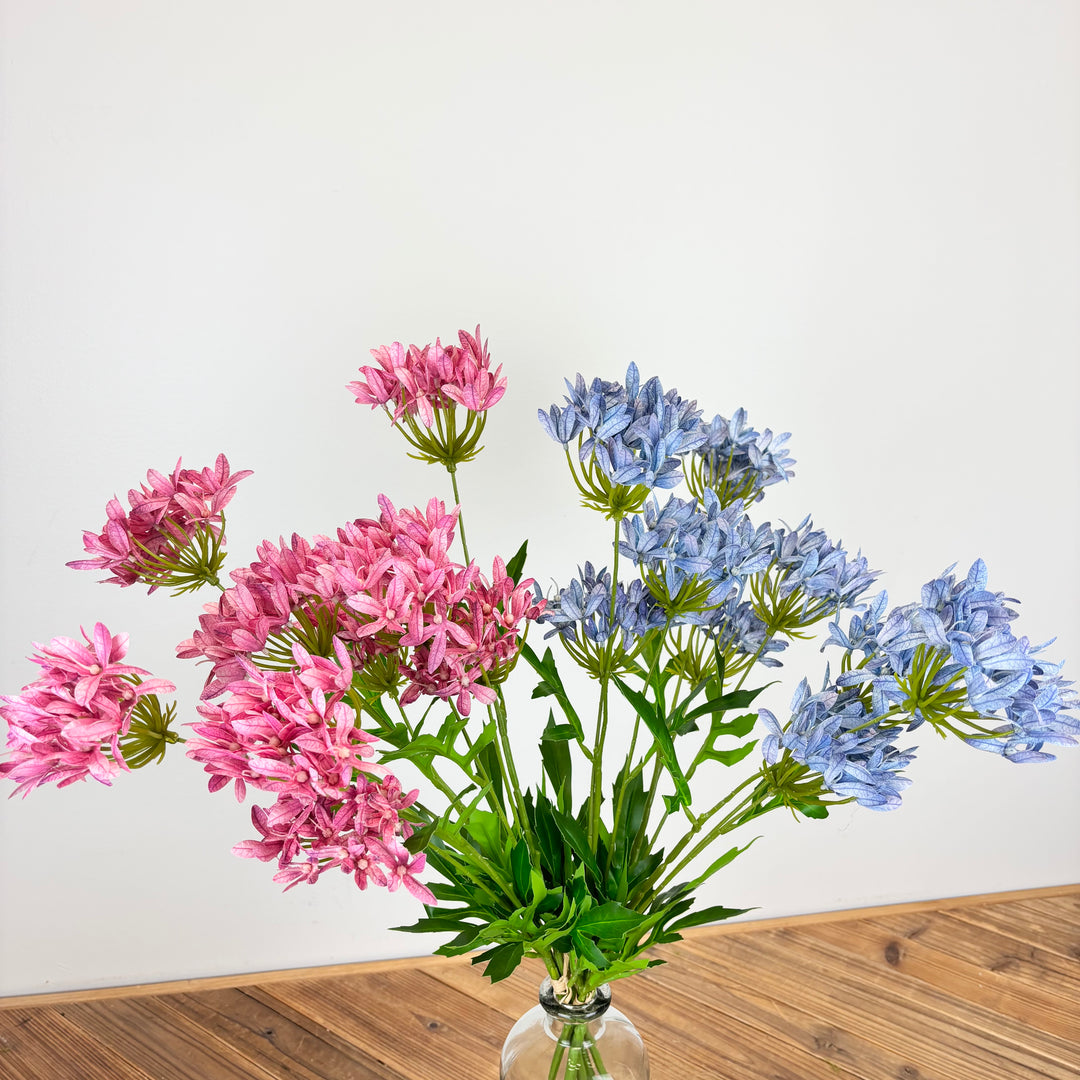 Agapanthus Bundle - 2 Colors