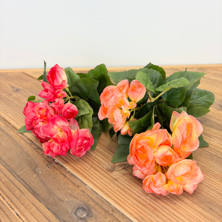 Begonia Bush - 2 Colors