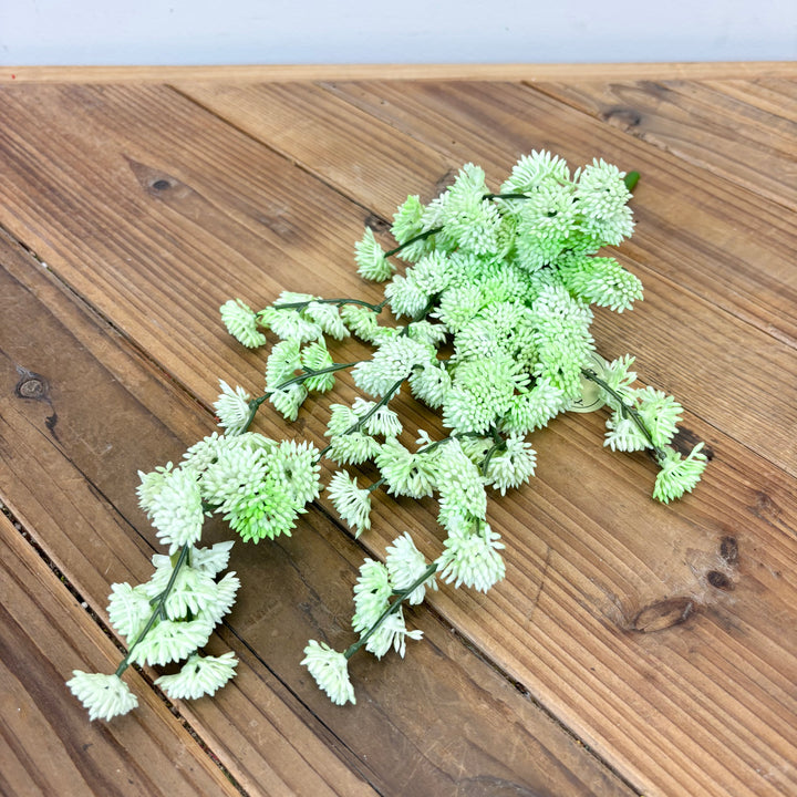 Hanging Sedum Succulent Vine
