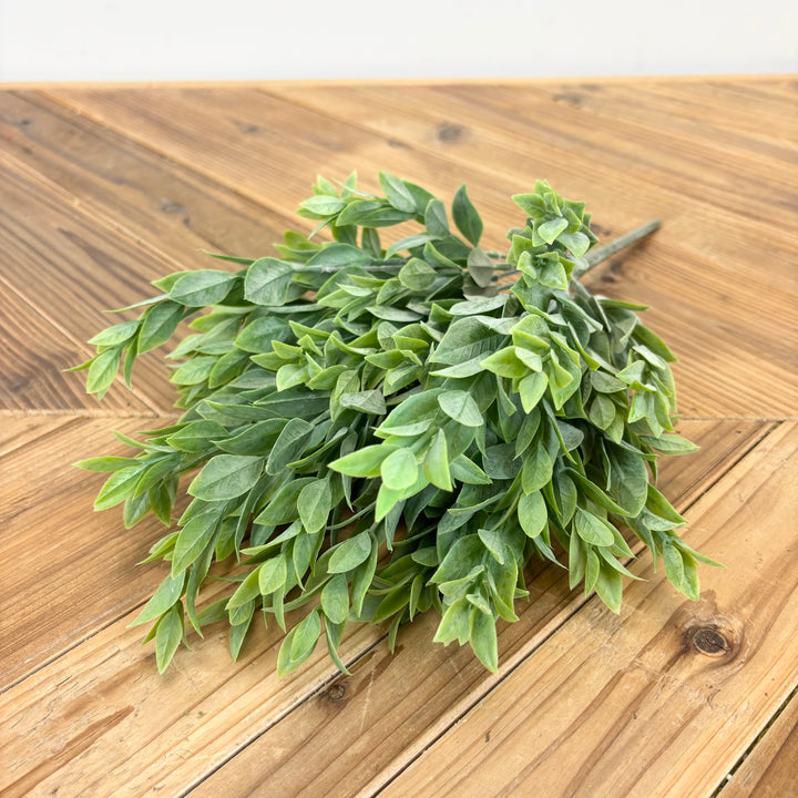 Ruscus Bush