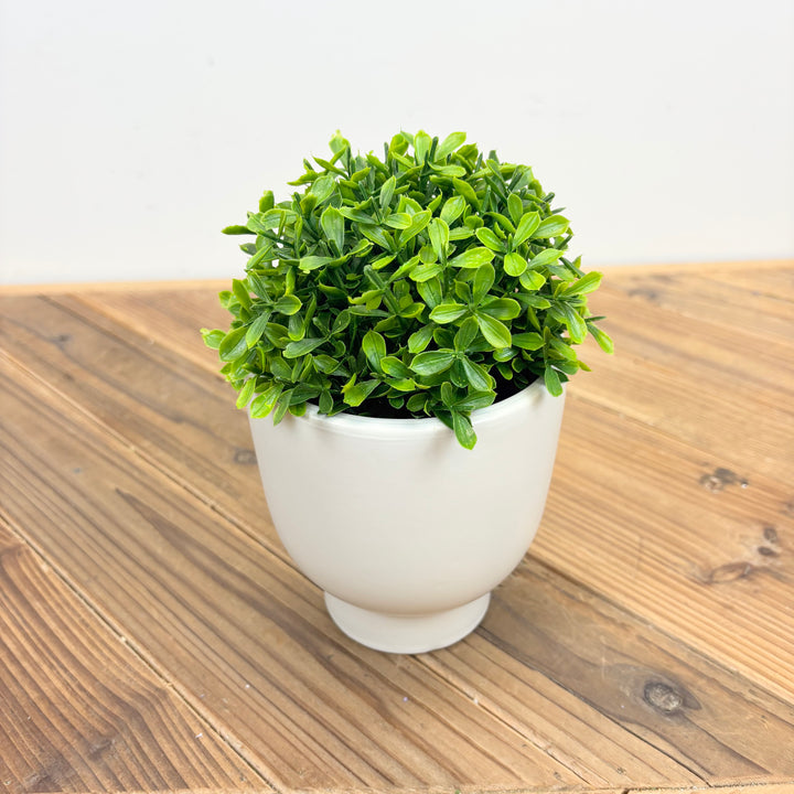 Boxwood Half-Orb