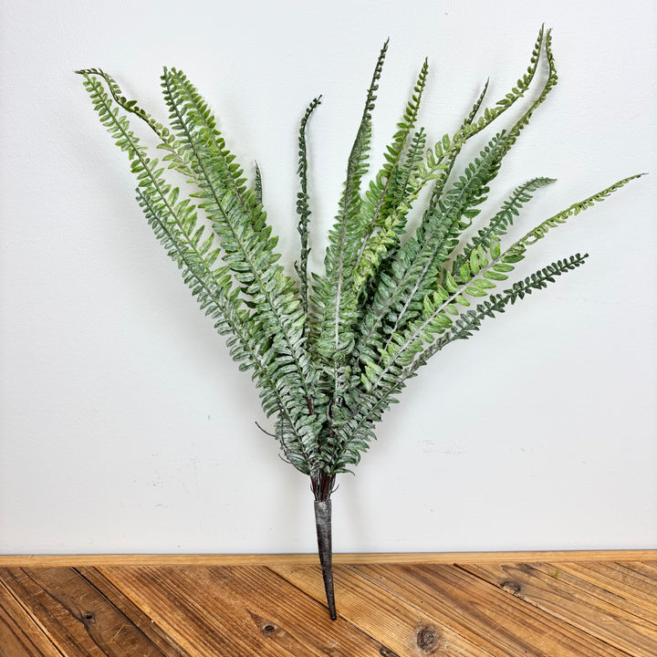 Sword Fern