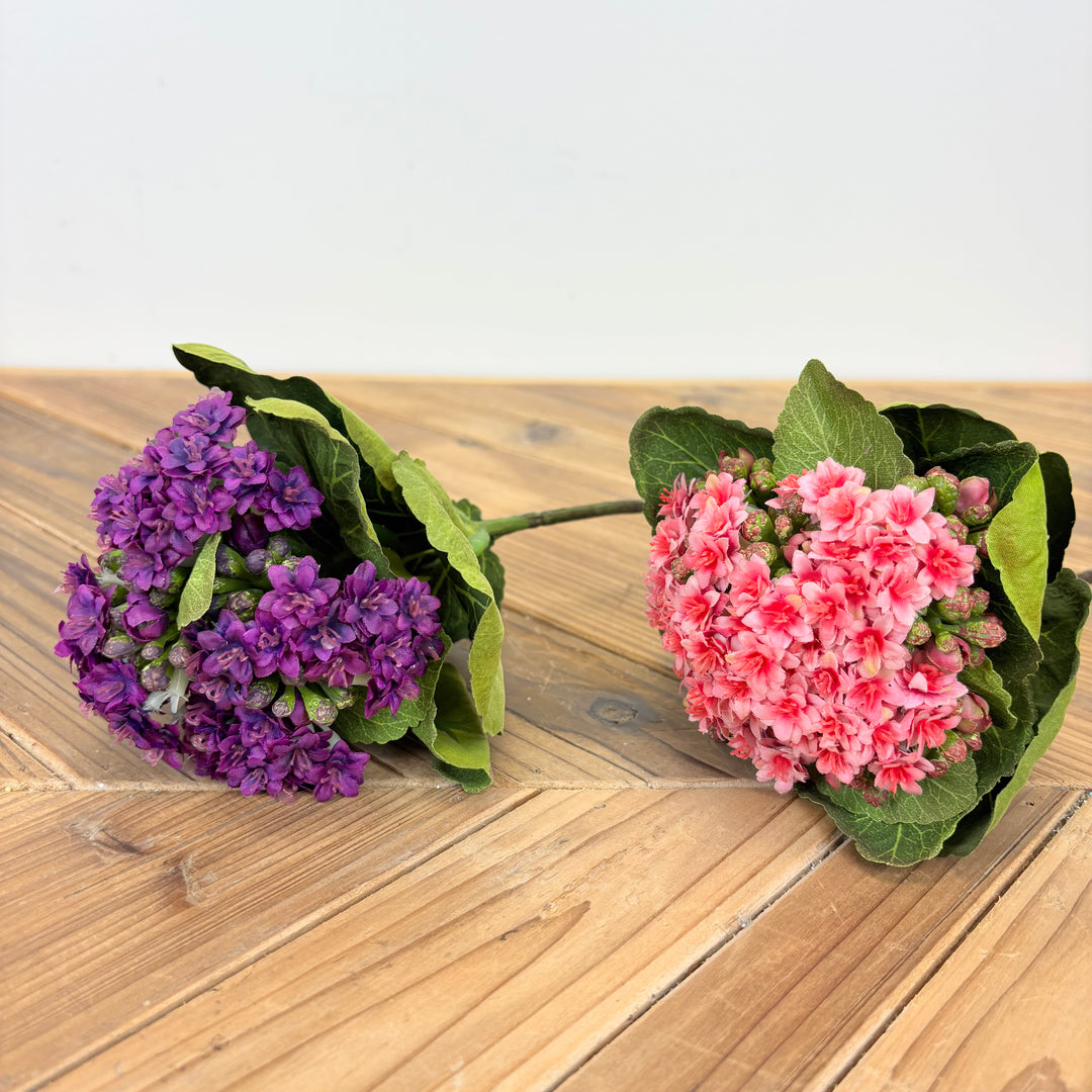 Kalanchoe Stem - 2 Colors