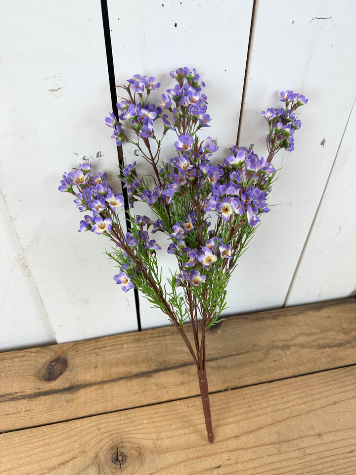 Purple Wax Flower Bush
