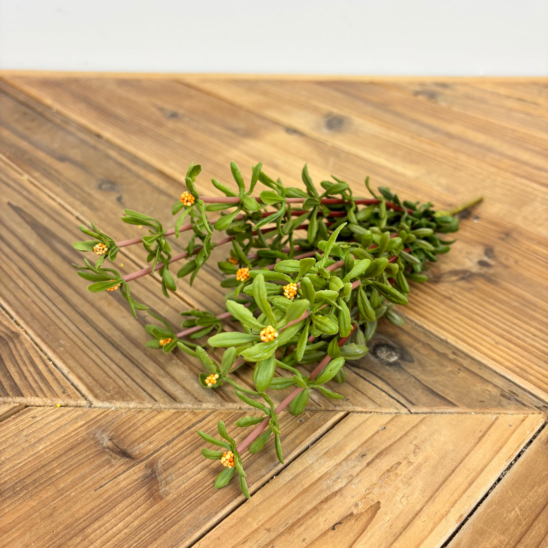 Purslane Bush - 3 Colors