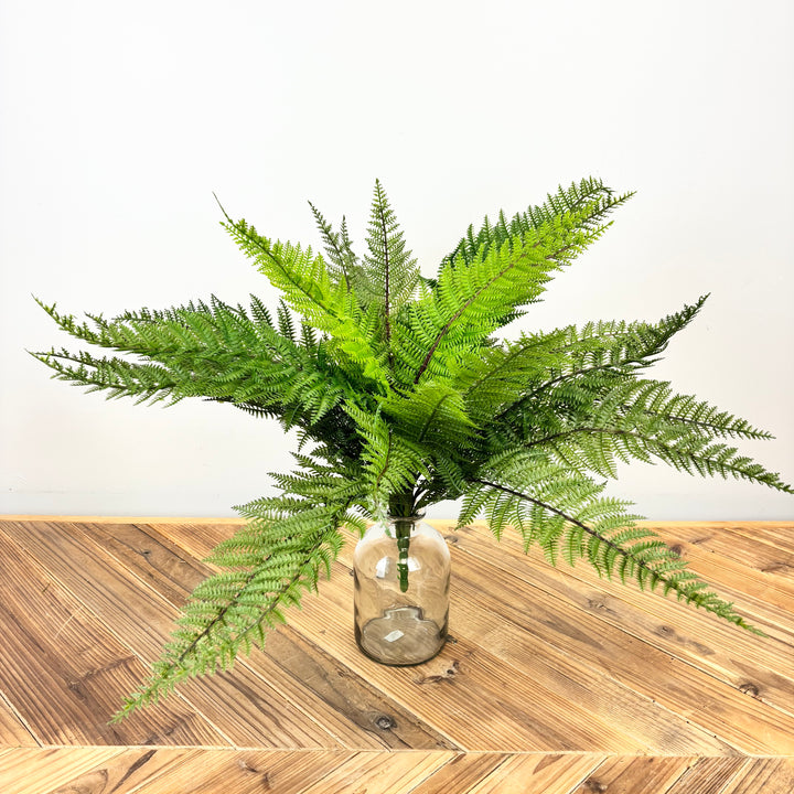 Fern