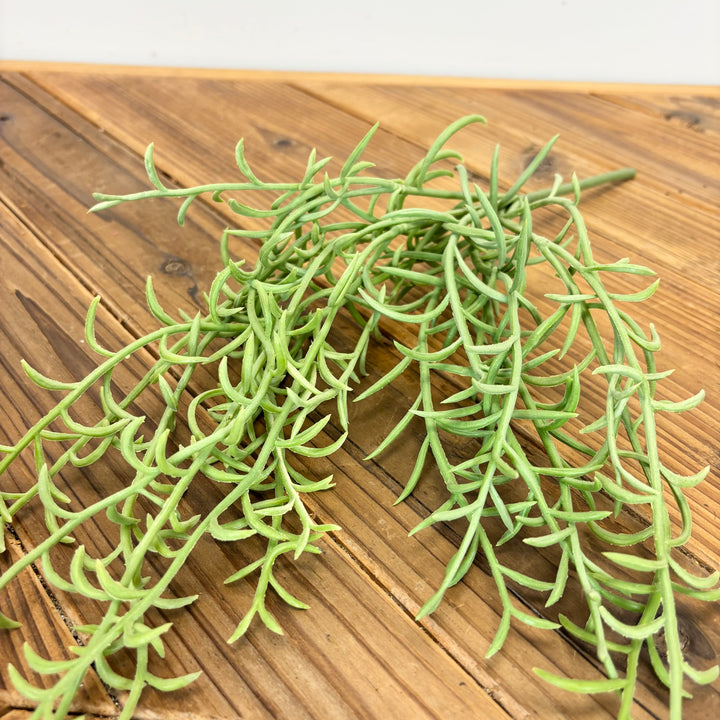 Senecio Hanging Bush