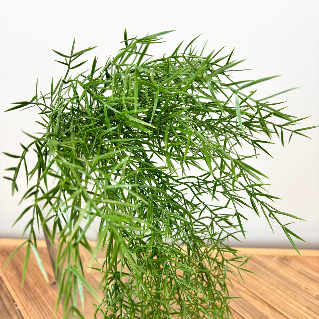 Springeri Fern Hanging Bush