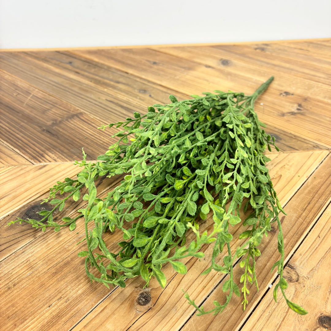 English Boxwood - 2 Colors