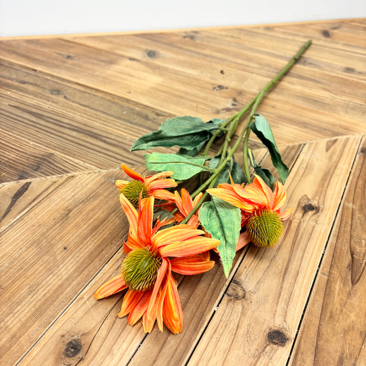 Black Eyed Susan - 3 Colors