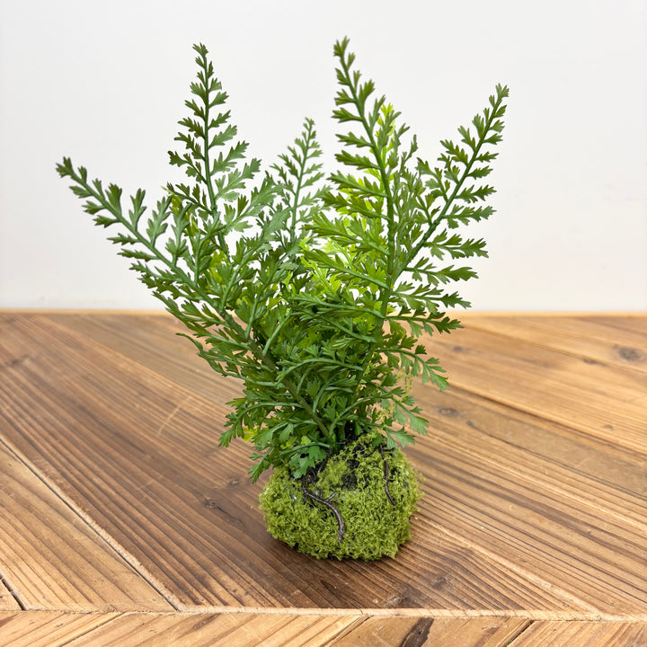Small Fern with Mossy Base - 3 Styles