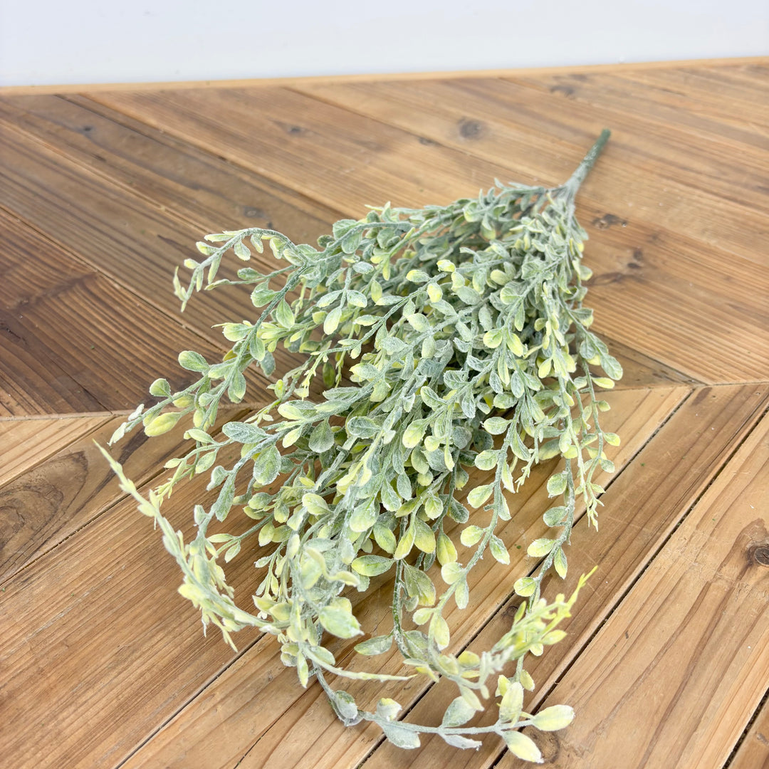 English Boxwood - 2 Colors