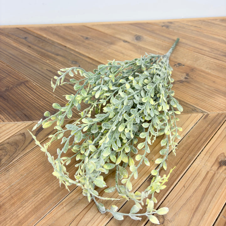 English Boxwood - 2 Colors