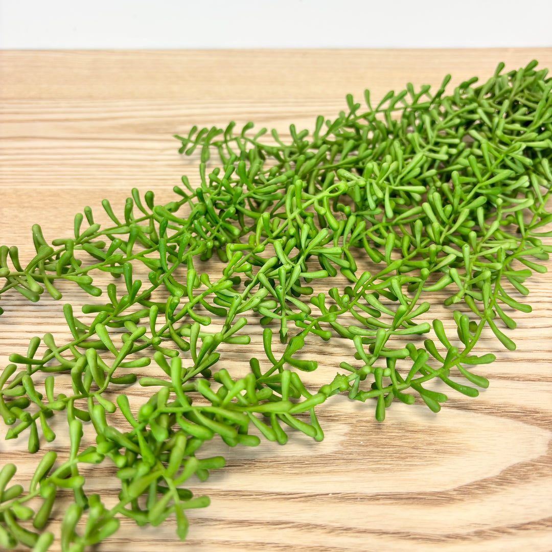 Baby Tears Hanging Succulent