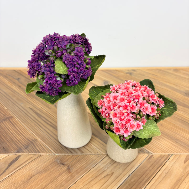 Kalanchoe Stem - 2 Colors