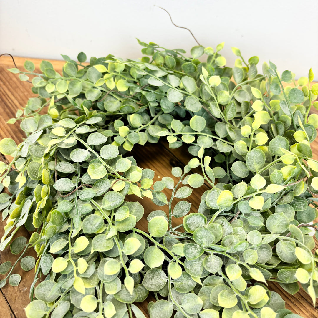 Button Fern Collection