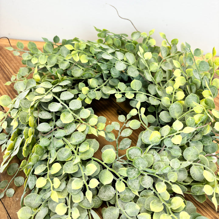 Button Fern Collection