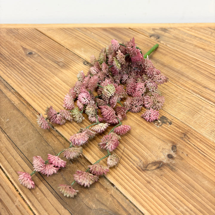 Hanging Sedum Succulent Vine
