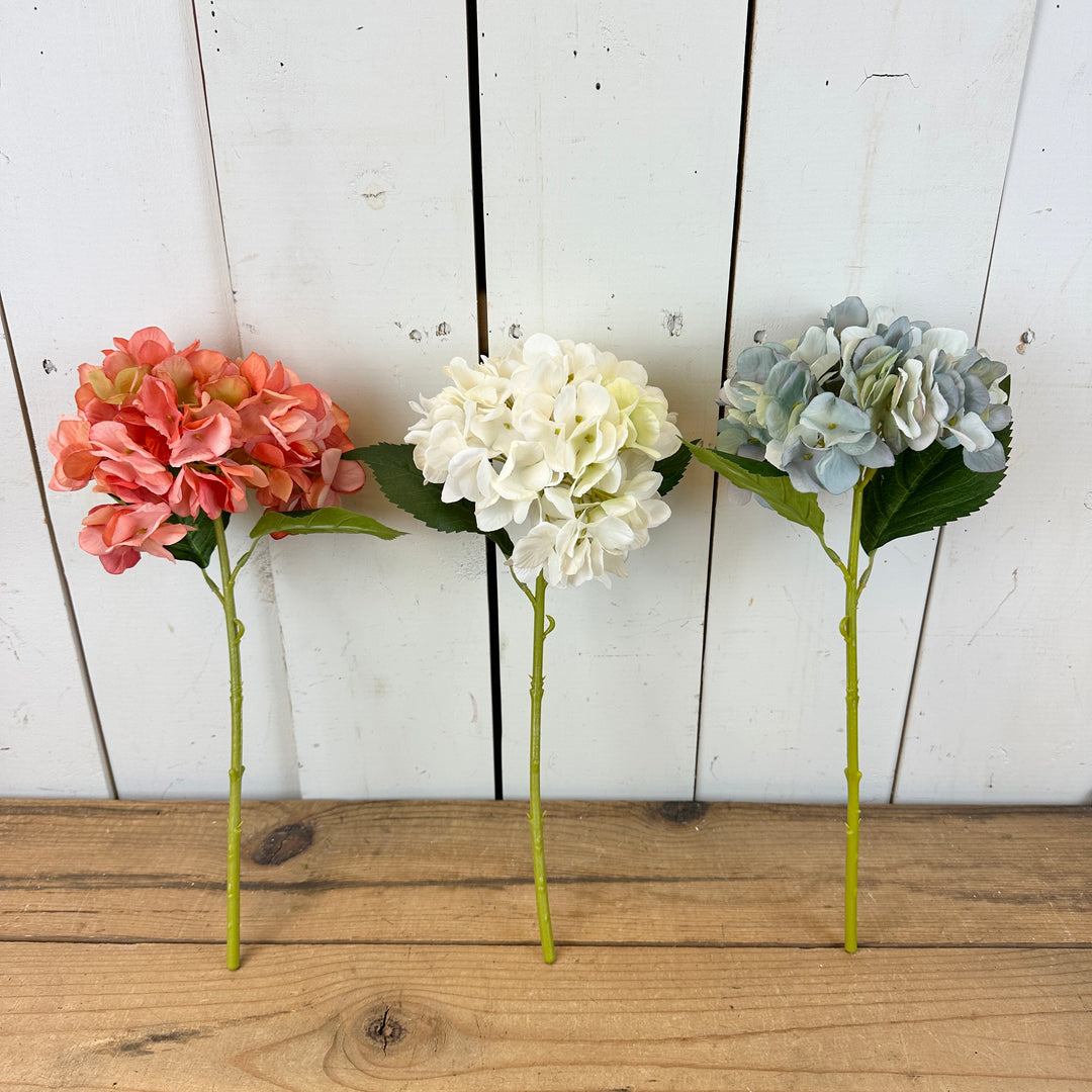 Dried Spring Hydrangea Stems