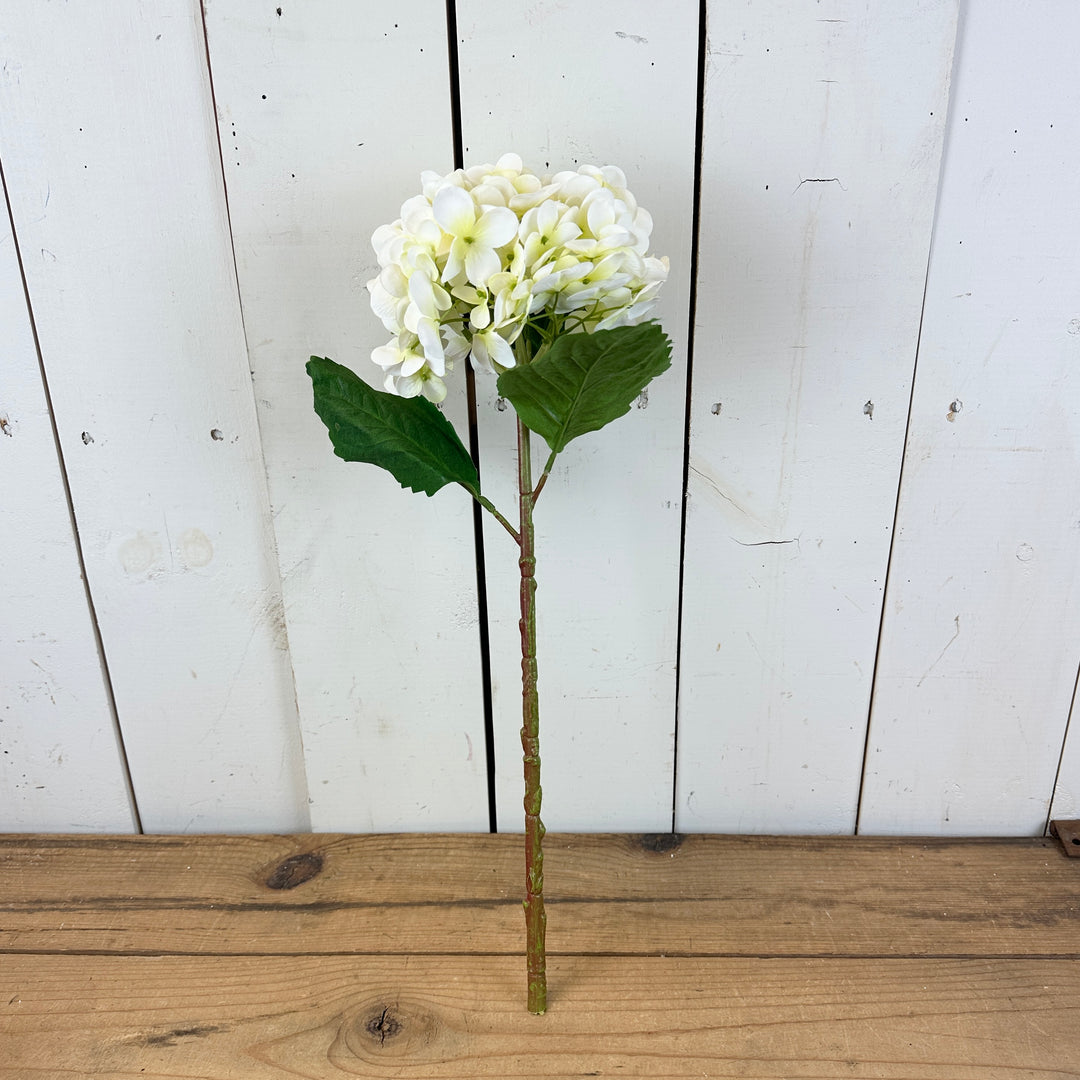 Tall Spring Hydrangeas