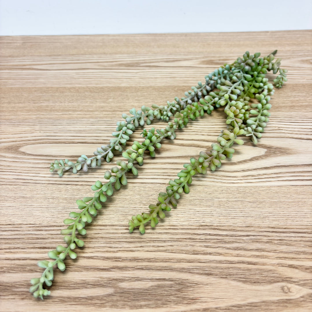 Jelly Bean Hanging Succulent