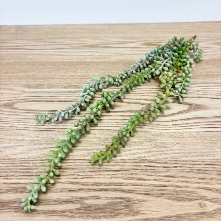 Jelly Bean Hanging Succulent