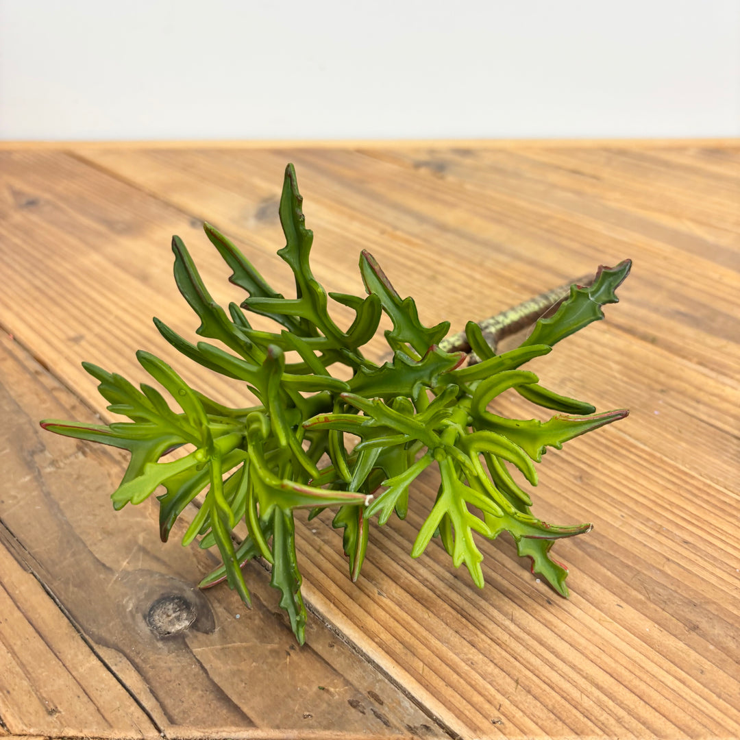 Cathedral Bells Pick