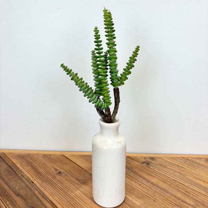 String of Buttons Grassula Pick