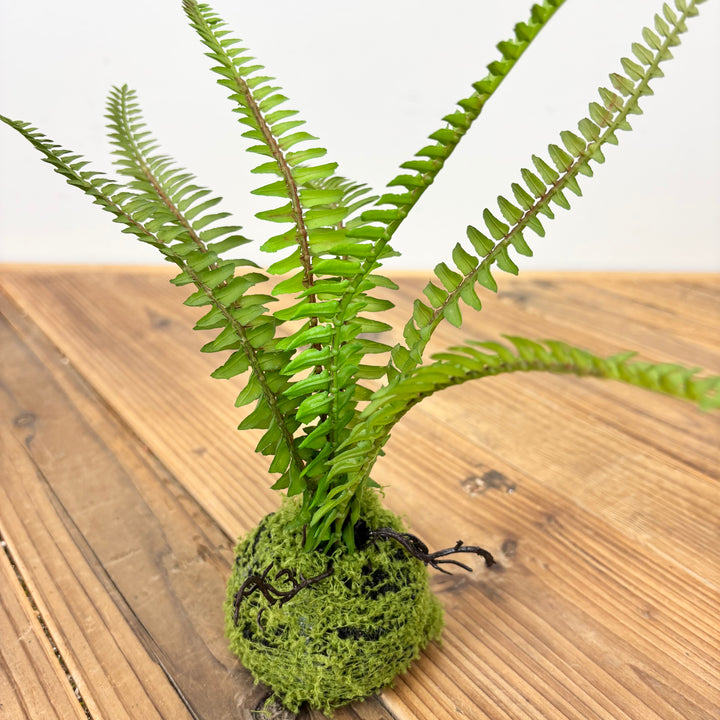 Small Fern with Mossy Base - 3 Styles