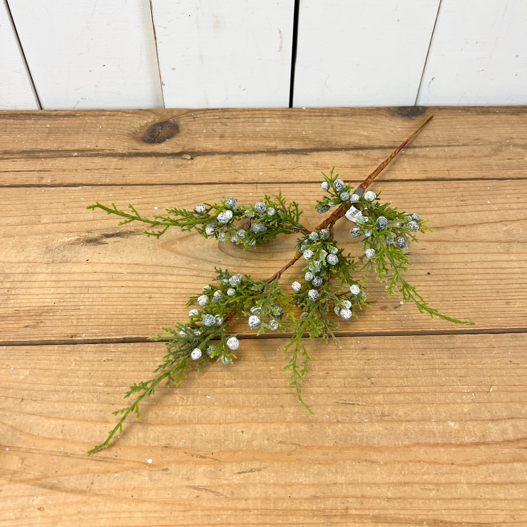 Juniper Stem
