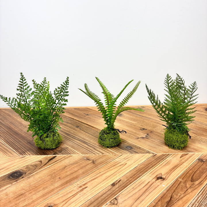 Small Fern with Mossy Base - 3 Styles