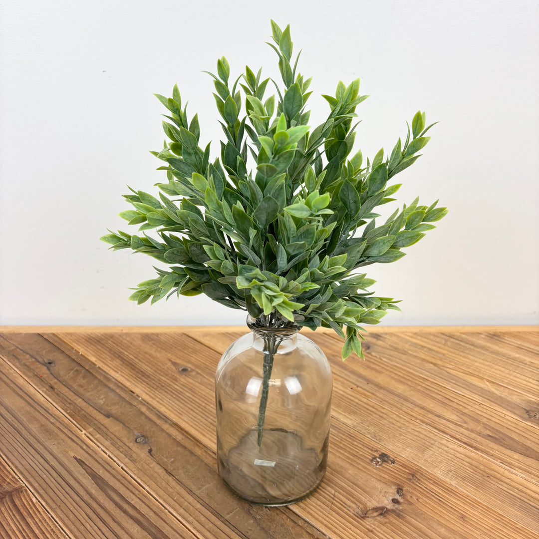 Ruscus Bush