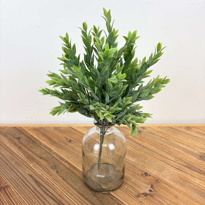Ruscus Bush