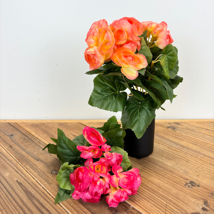 Begonia Bush - 2 Colors