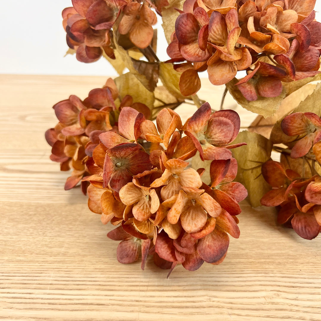 Orange/Brown Hydrangea Bush