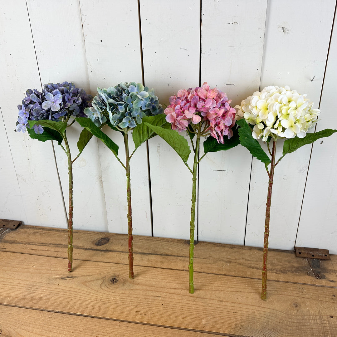 Tall Spring Hydrangeas